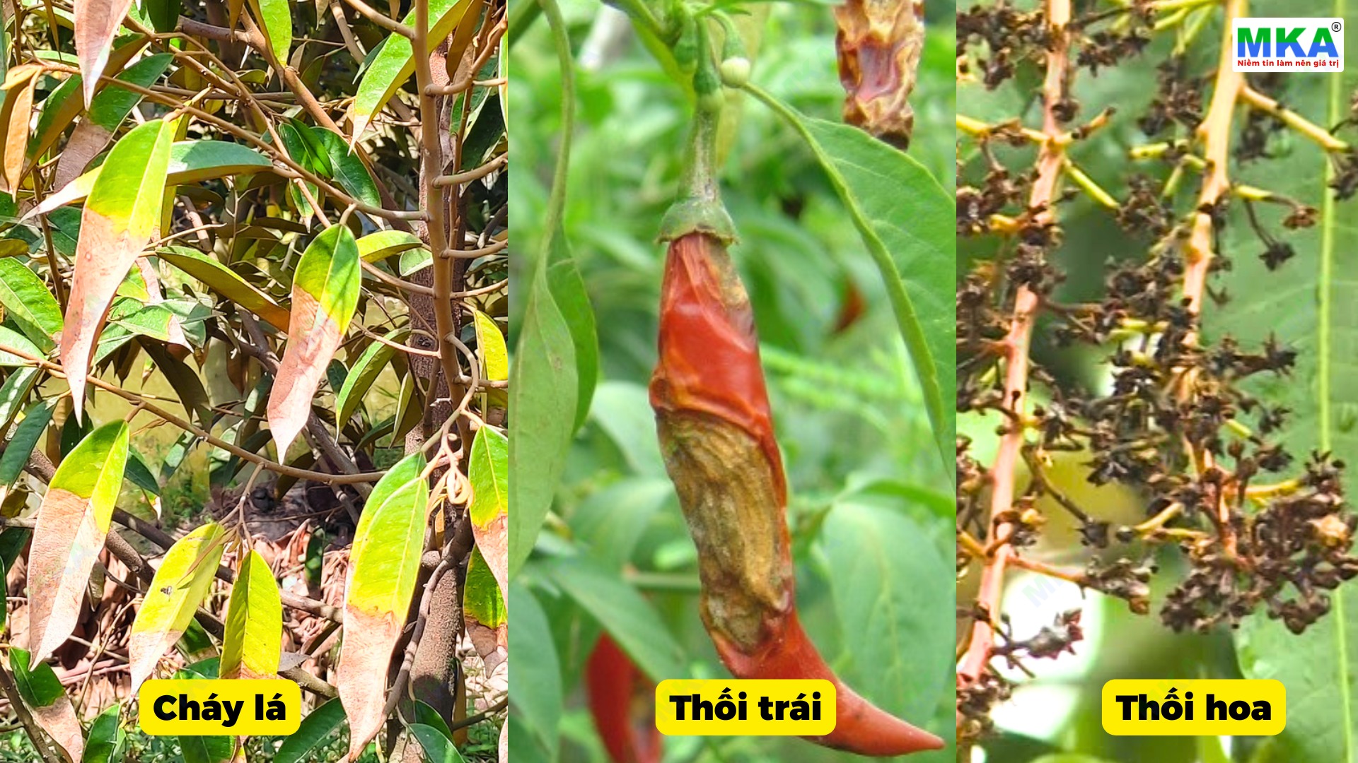 Dấu hiệu nhận biết bệnh thán thư
